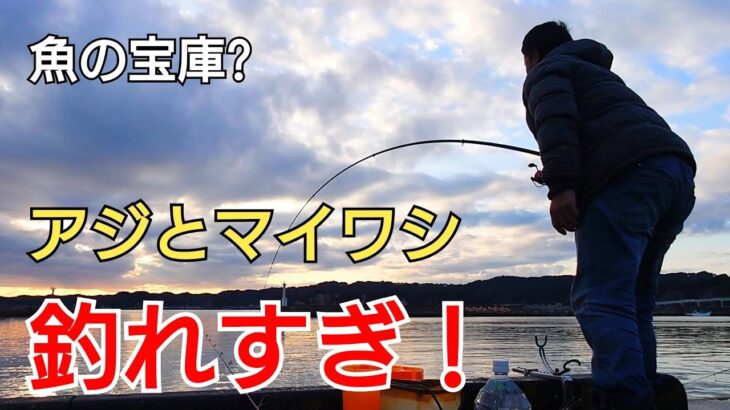 釣り場についてからアタリが止まらない!ここは魚の宝庫か?