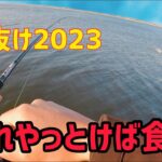 大河川バチパターン攻略でシーバスを釣る