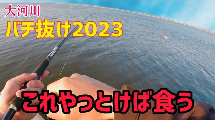 大河川バチパターン攻略でシーバスを釣る