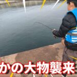 家族でサビキ釣りのはずが‥‥大型 高級魚襲来