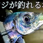 【アジング】デカアジはここで釣れます