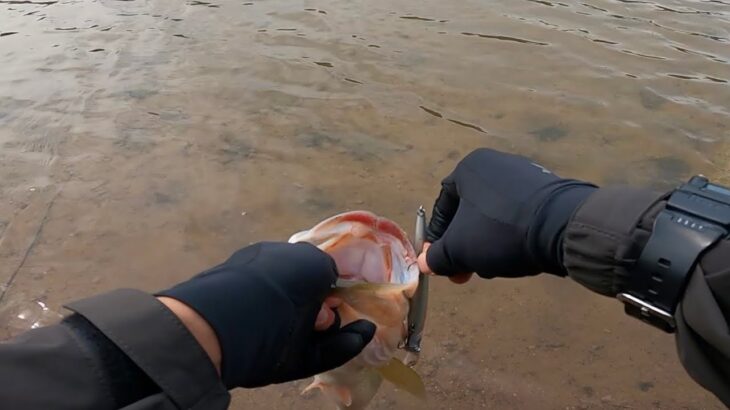 早春のバス釣り、この釣り方は簡単なのに喰ったらデカいんです「野池」「初心者」