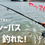 デイシーバスが釣れた！けど…【サムネはキビレ】