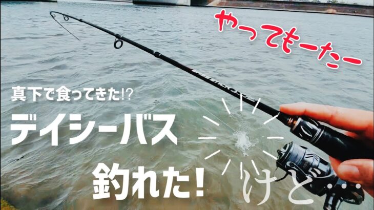 デイシーバスが釣れた！けど…【サムネはキビレ】