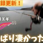 【エギング】定番エギ使ったら一投目でまさかのキロアップ