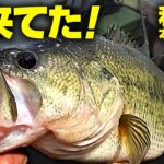 春来てた！【利根川バス釣りカヤック】