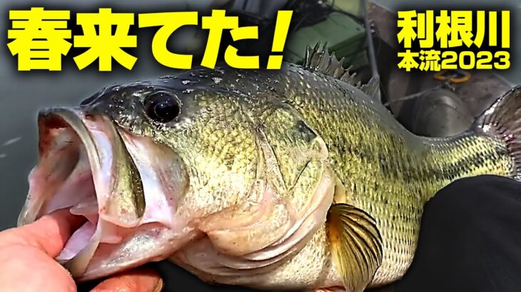 春来てた！【利根川バス釣りカヤック】