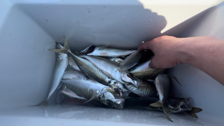 【サビキ釣り】こんなにアジ釣りが楽しいなんて‼️尺迄のアジ入れ食い