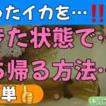 【超簡単】釣ったイカを…‼️活きた状態で…⁉️持ち帰る方法のご紹介です😆🎵🎵【活イカ持ち帰りタンク】【イカメタル】【オモリグ】