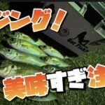 【石川県　釣り】アジが食べたくてアジング！がやらかし！からのデカアジ！、、、