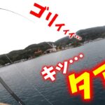 堤防アオリイカ連発！更に釣ったイカを泳がせる！