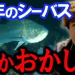 シーバスパターンが通用しない時は　村岡昌憲【切り抜き】