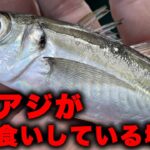 【急げ】今この場所で良型のアジが入れ食い中です！！！サビキ釣りシーズン開幕！！！