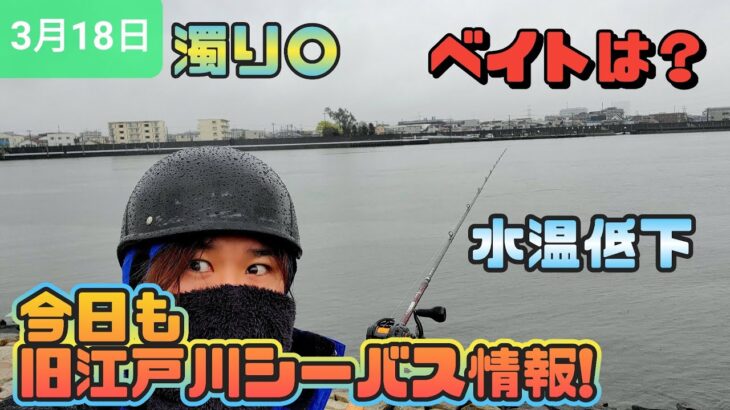 【雨の釣り】今朝の旧江戸川シーバス情報!