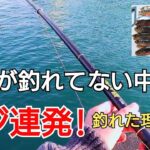 周りが釣れてない状況でアジが大連発!周りとの違いは?ポイント?竿の長さ?‥