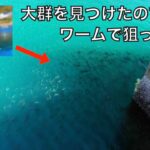 港の物かげにいた魚の大群にアジング用ワームを投げてみると‥