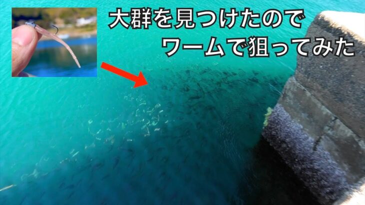 港の物かげにいた魚の大群にアジング用ワームを投げてみると‥