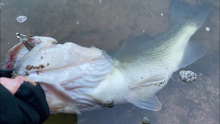 春の巨大バスが狂ったように喰ってくる、２つの最強ルアー「バス釣り」「野池」「初心者」