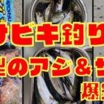 【サビキ釣り】船着き場で良型のアジとサバが爆釣