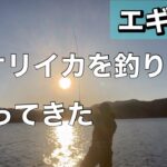 【エギング】これが現実！アオリイカ釣りに行ってみた