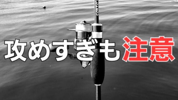 【アジング】牙系、肉食系に注意な季節がきました