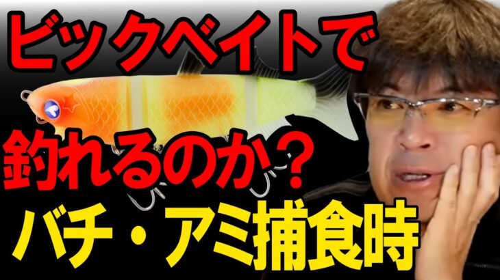 シーバスバチパターン！ビックベイトでも釣れるのか？　村岡昌憲【切り抜き】