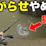 突如ボイル祭り！魚の活性が爆上がり↑↑する前とその瞬間【ハクパターン/ベイトシーバス】