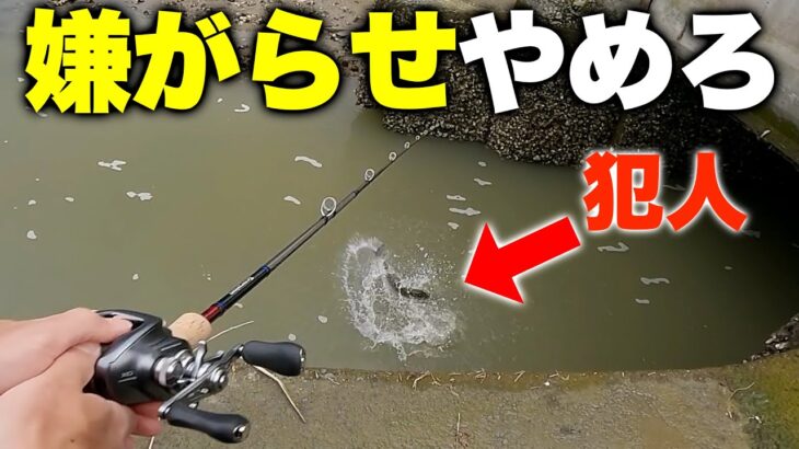 突如ボイル祭り！魚の活性が爆上がり↑↑する前とその瞬間【ハクパターン/ベイトシーバス】