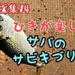 サバは、やっぱりサビキ釣り。