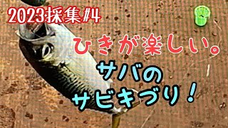 サバは、やっぱりサビキ釣り。