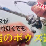 シーバスが釣れなくても引きを楽しめるコイツがいる‼