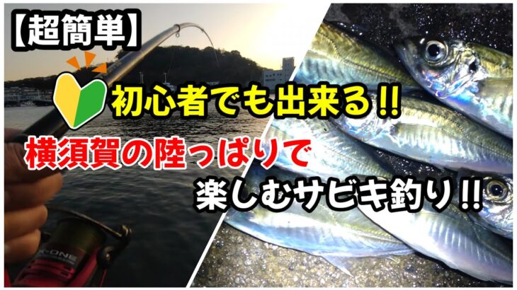 【サビキ釣り】アジ釣り初心者でもできる！横須賀の陸っぱりで楽しむサビキ釣り！