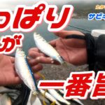 サビキ釣り編 マイワシだけを狙い撃ち！が難しい。