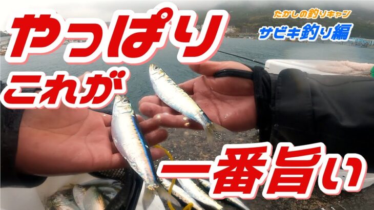 サビキ釣り編 マイワシだけを狙い撃ち！が難しい。