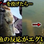 【バス釣り 春】フレンジーにが群がるブラックバスに襲われました【神回】