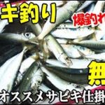 足下にサビキを垂らしたら回遊魚が入れ食いで無限に釣れた！絶対的にオススメできる最強のサビキ仕掛けで５目達成【爆釣れ必須！】⇒丸干しの作り方