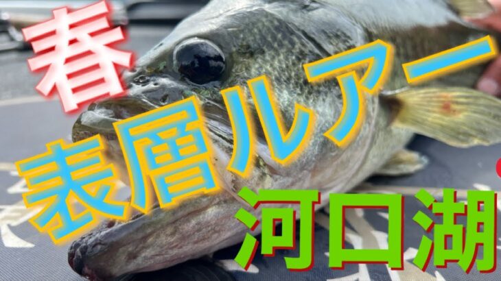 【河口湖バス釣り】春の表層ルアーのススメ‼️