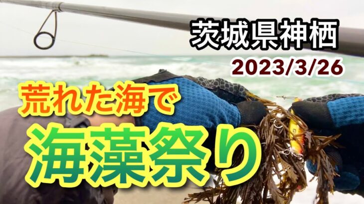 【茨城県神栖サーフ】大荒れのサーフでヒラメを狙ってみたら海の豊かさを感じました