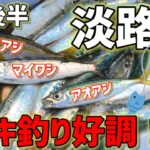 春の淡路島！サビキ釣りでマイワシ・アジ絶好調！【淡路島釣り】