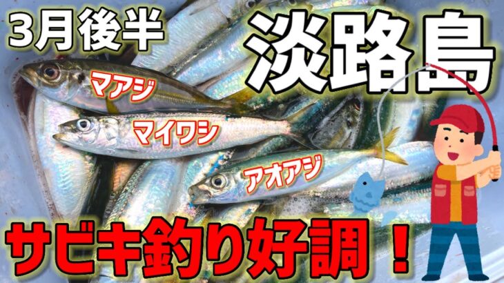 春の淡路島！サビキ釣りでマイワシ・アジ絶好調！【淡路島釣り】