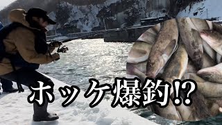 ホッケのシーズン到来‼︎サビキ釣りで爆釣⁉︎