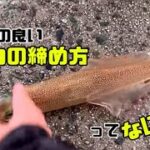 【ヤリイカ釣り】効率の良いイカの締め方ってなに？？