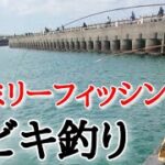 【ファミリーフィッシング】🎣サビキ釣り！誰でも簡単、お手軽、餌いらずで釣れています🐟