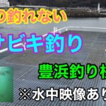 ボラの釣れないサビキ釣り 豊浜釣り桟橋 知多半島