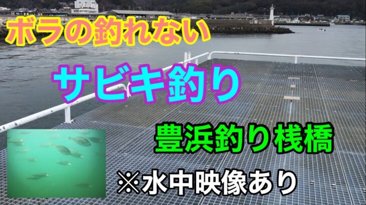 ボラの釣れないサビキ釣り 豊浜釣り桟橋 知多半島