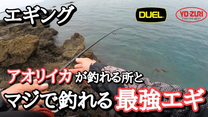 【エギング】マジで釣れる最強のおすすめエギはこれ！こんなポイントはアオリイカが釣れます！