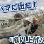 【デイシーバス】衝撃のバイトシーンを見逃すな！ハクボイルパターンをまぐれでハメる初心者w【Throughslip】【リバーシーバス】