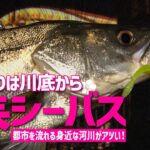 【シーバス釣り】「春の訪れは川底から！？都市河川の攻略法に迫る」釣り名人の秘密を暴け！第100回