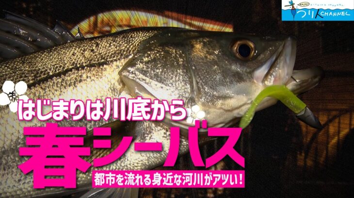 【シーバス釣り】「春の訪れは川底から！？都市河川の攻略法に迫る」釣り名人の秘密を暴け！第100回