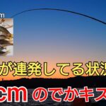 1年中アジが釣れる港でサビキ釣りをやったらアジの時合いと共に20cm超えのでかキスが！春ってキス釣りシーズン?